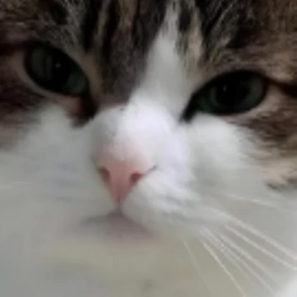 Wawa Cat Face (Oh The Misery Cat)