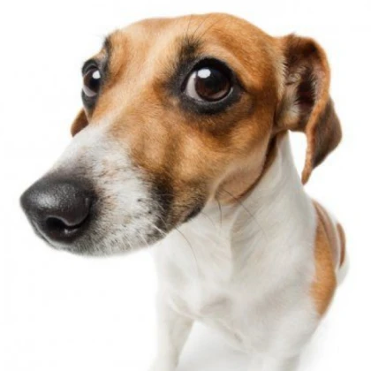 Funni Looking Dog Stock Image