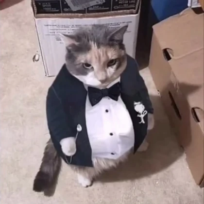 Fat Cat In a Tuxedo