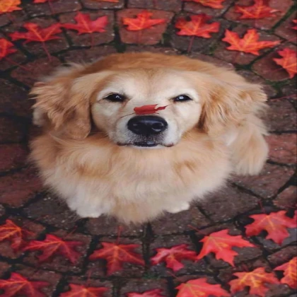Dog With Leaf