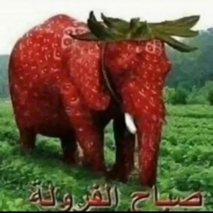 arabic strawberry elephant
