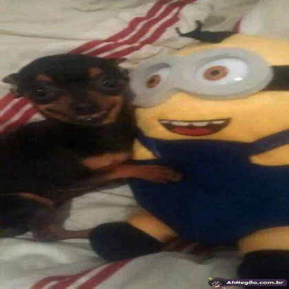 minion + dog