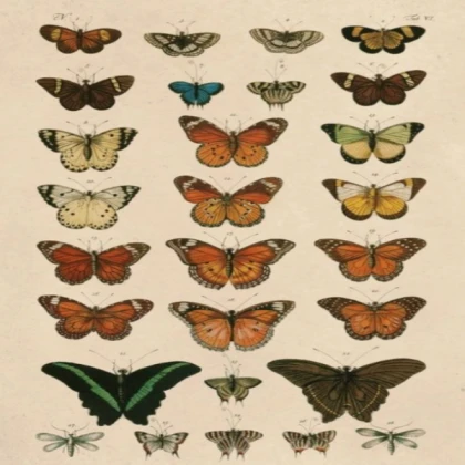 Butterfly poster cottagecore grunge nature