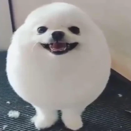 Egg Dog