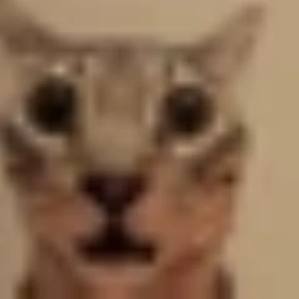 DOMESTIC SHORT HAIRED CAT