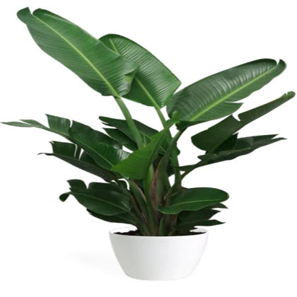 plant 5