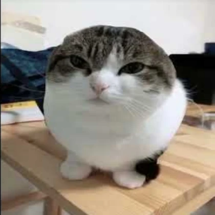 oh te misery cat wawa