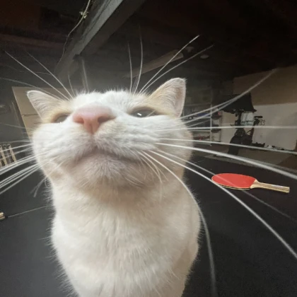 this cat is NOT silly