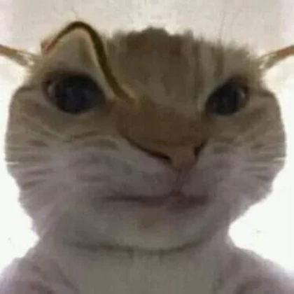 gato sus olhando pRA VC