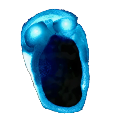 Depth (High Quality)