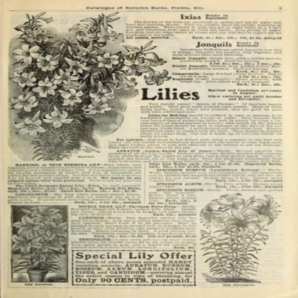 lilies newspaper
