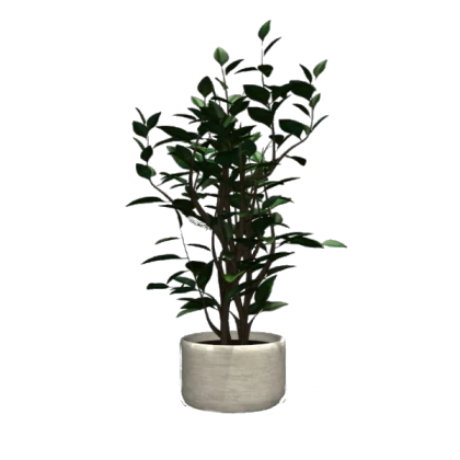 Plant 2