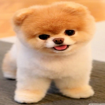 Cute Dog