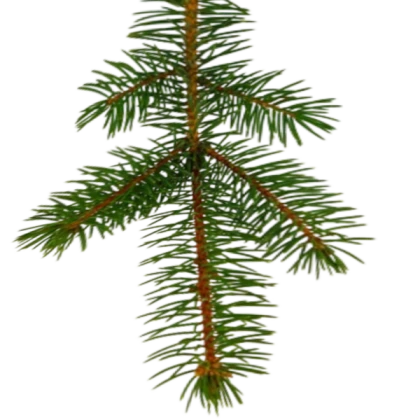 Christmas Tree Branch