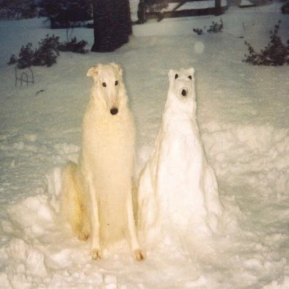 Two Borzoi Snow Dogs