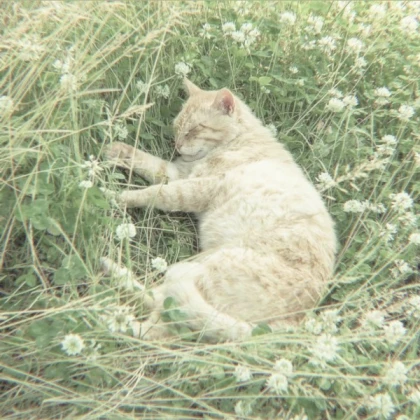 cat flower field sage green aesthetic cottagecore