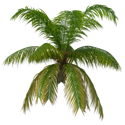 Palm tree leaves