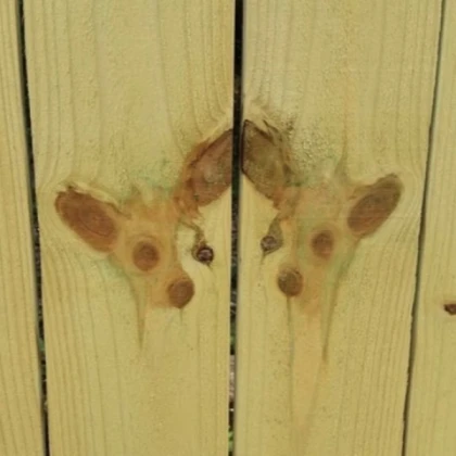 Weirdcore wood dog image