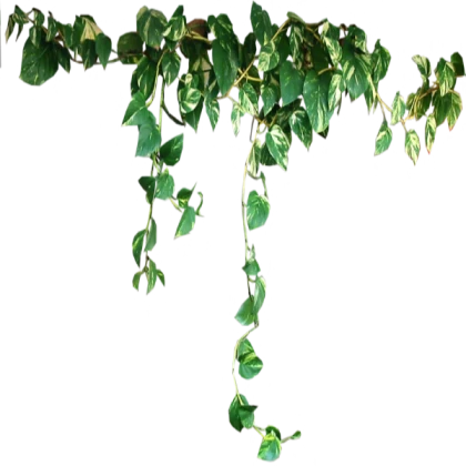 IVY VINE