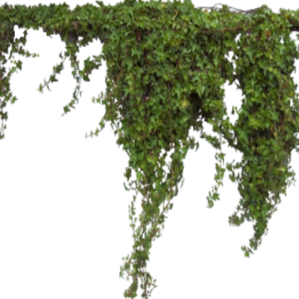 growing ivy bloxburg tenocis