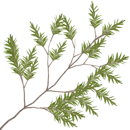 pine branch