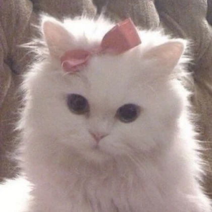 white fluffy cat pink bow