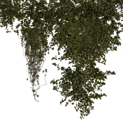 ivy wall growth overgrown leaves grunge