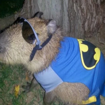 Capivara Batman