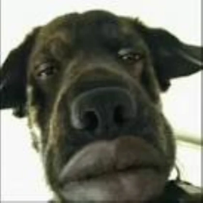 big lip dog meme