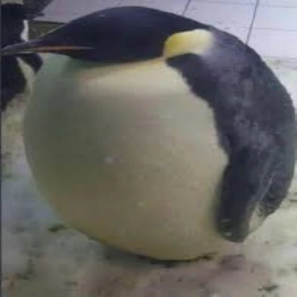 fat penguin
