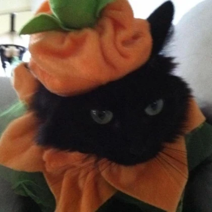 halloween cat pfp