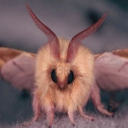 Fluffy moth decal