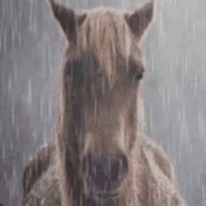 Sad Horse