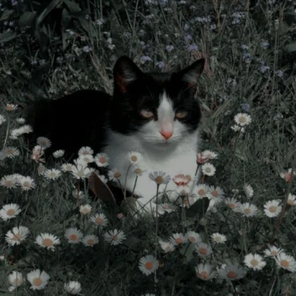 grunge/cottagecore cat