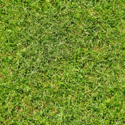 Grass Texture