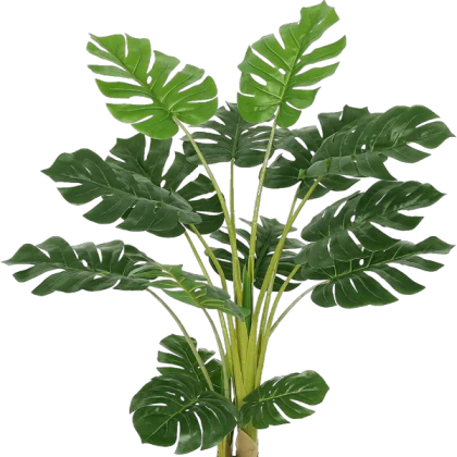 monstera plant png