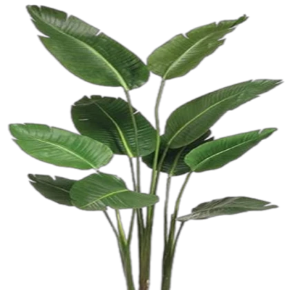 Plant png leaf