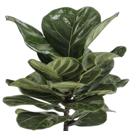 plant leaf png