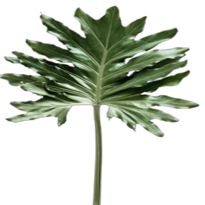 Plant leaf png