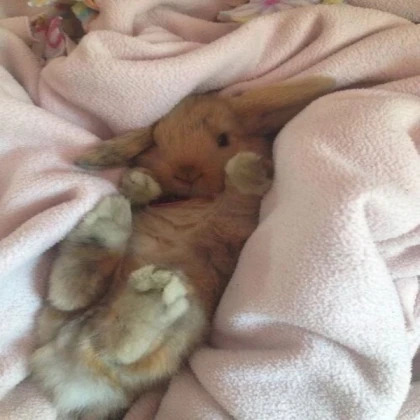 pink aesthetic coquette cute pinterest bunny!