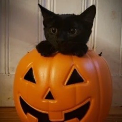 pumpkin black kitten icon