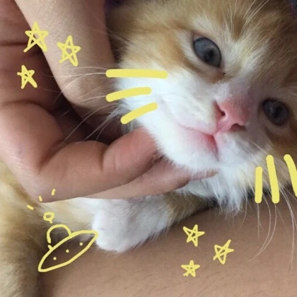 cute kitty aesthetic