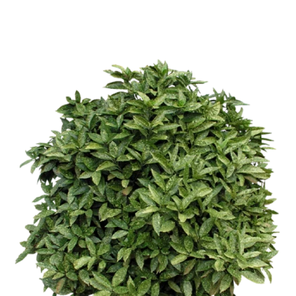 Bush plant