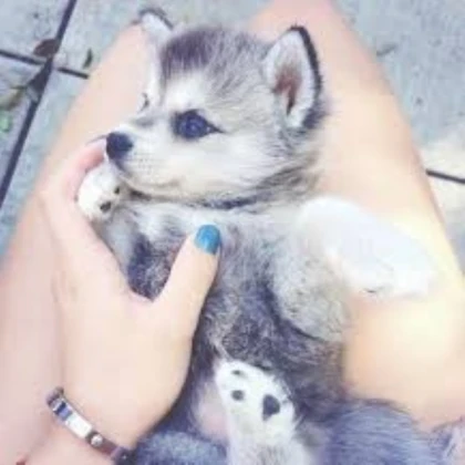 Cute husky
