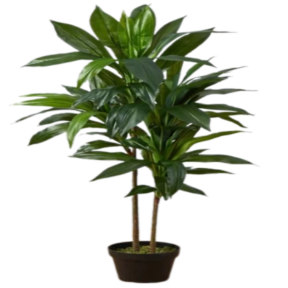 tall spiky floor plant