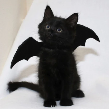 black cat with bat wing