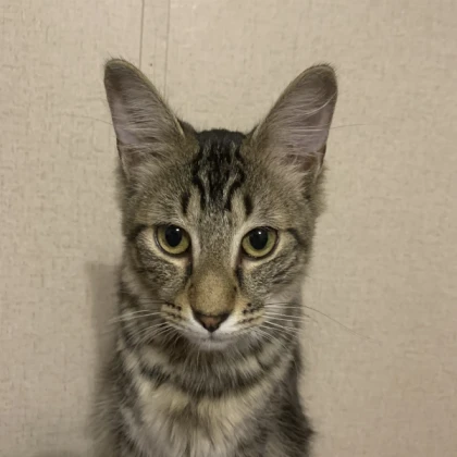 silly cat got arrested :sob: