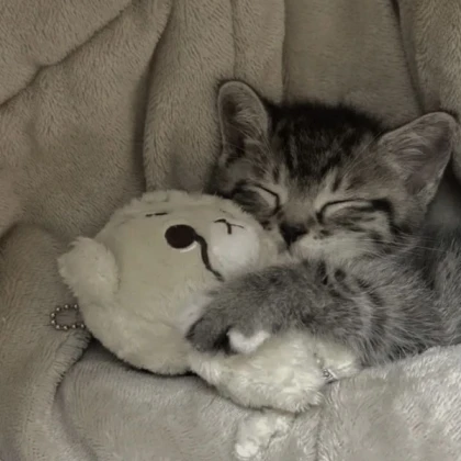 kitten with teddy pfp idea cute inspo