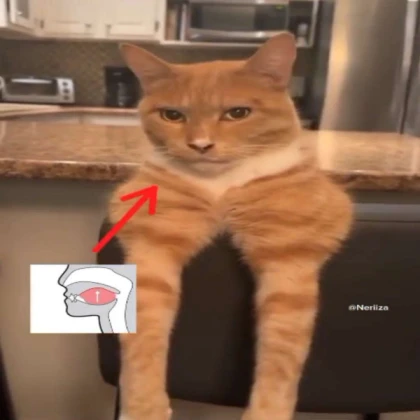 mewing cat not meowing