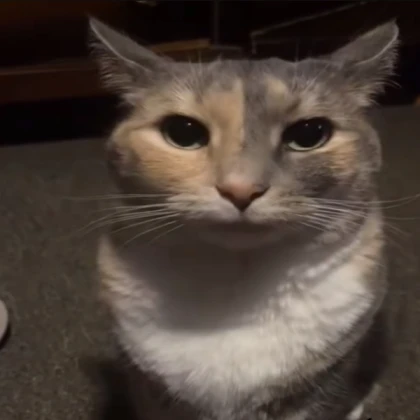 Jerma Stare Cat
